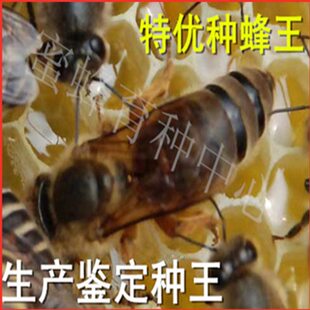 特优良种中蜂蜂王种王开产王阿坝中蜂王纯种仓王鉴定阿贝中蜂种王