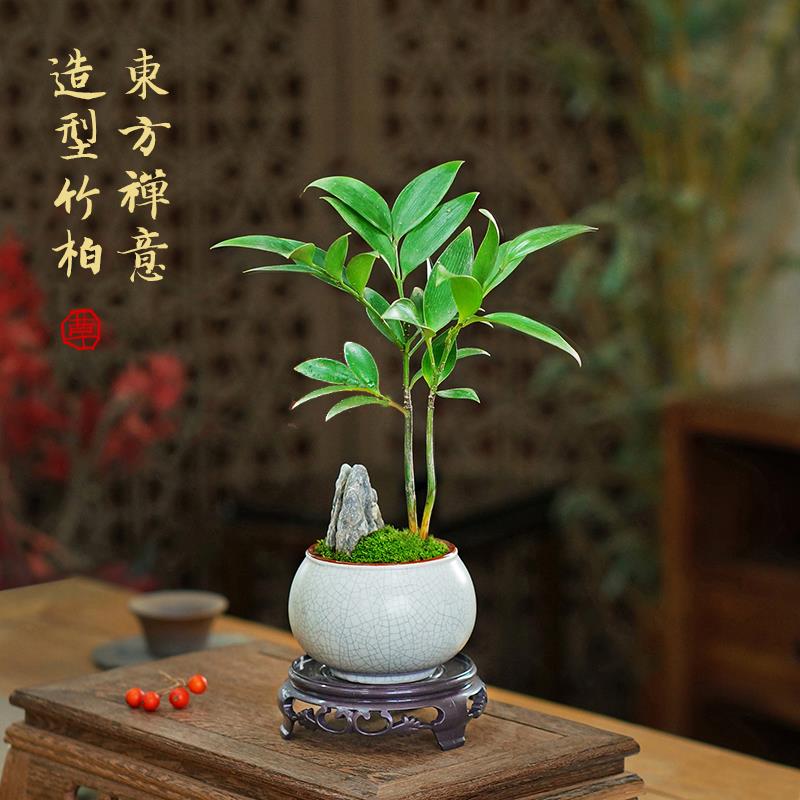 竹柏小盆景中式创意竹子盆栽办公室书房茶台室内耐阴好养桌面植物