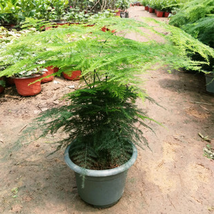 文竹大盆栽 绿色花卉植物 盆栽文竹苗 桌面绿植盆景