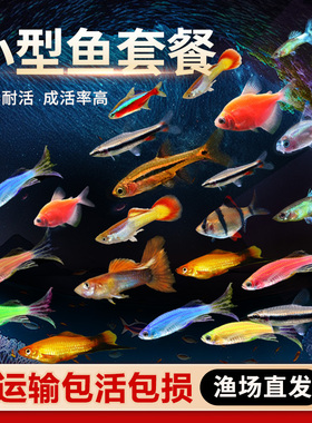热带观赏活鱼好养宝莲灯斑马淡水金鱼苗小型红绿灯科小鱼天使孔雀