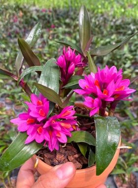 姬美石斛水莲石斛花期长花深红色带简易盆发货石斛兰花