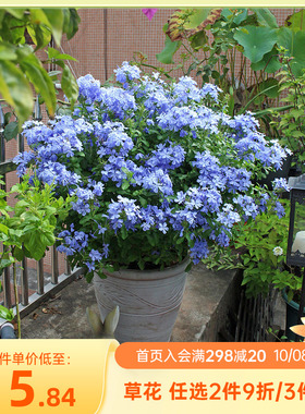 海蒂的花园蓝雪花栀子花茉莉花盆栽苗阳台庭院多季开花清香植物