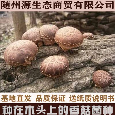 种在木头上香菇菌种 椴木香菇菌种 椴木蘑菇菌种 食用菌菌种
