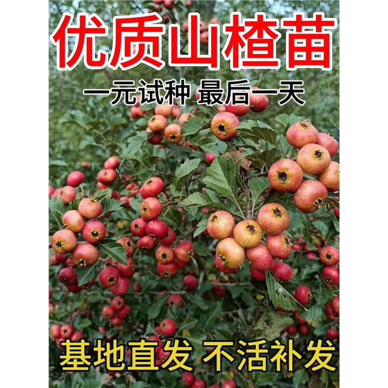 山楂树活苗大金星大五棱山楂苗A甜红子黄山楂嫁接歪把山里红活树