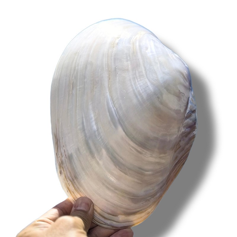 天然大珍珠蚌壳超大贝壳拍摄道具海螺鱼缸造景装饰摆件果盘餐盘