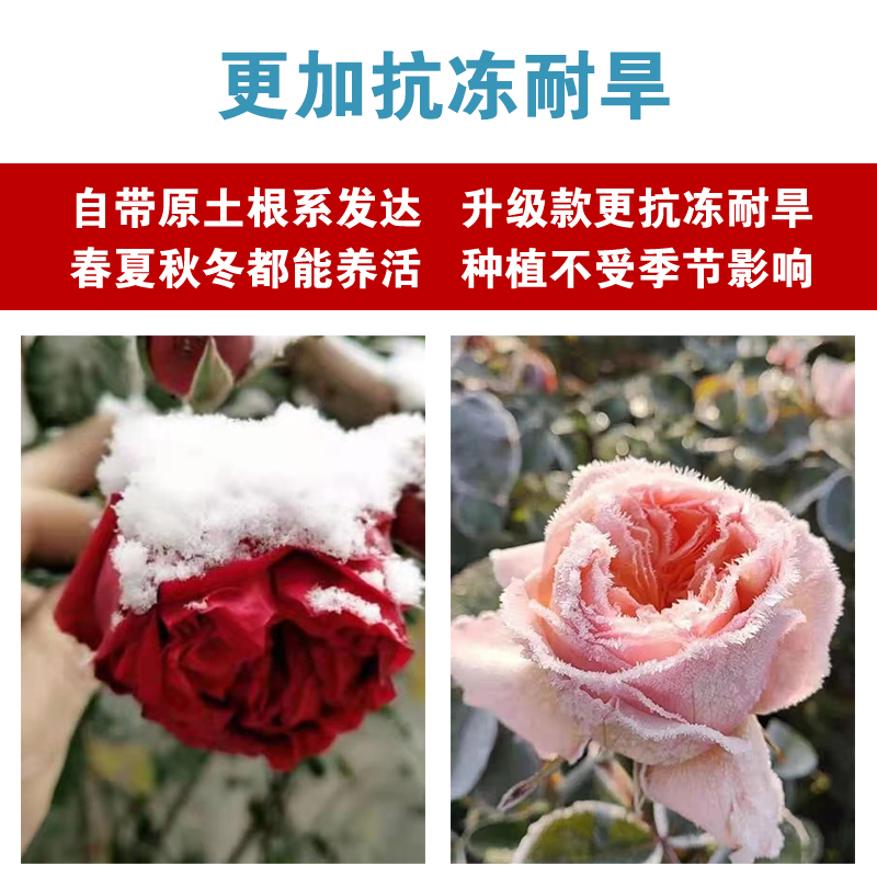 粉色龙沙宝石蔷薇花苗藤本月季庭院爬藤植物花卉盆栽玫瑰四季开花