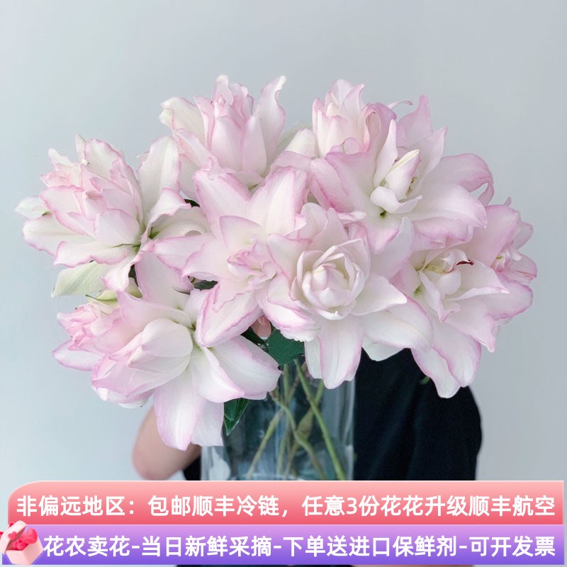 鲜花冰美人重瓣百合花云南昆明直发斗南基地多瓣香水百合卉鲜切花