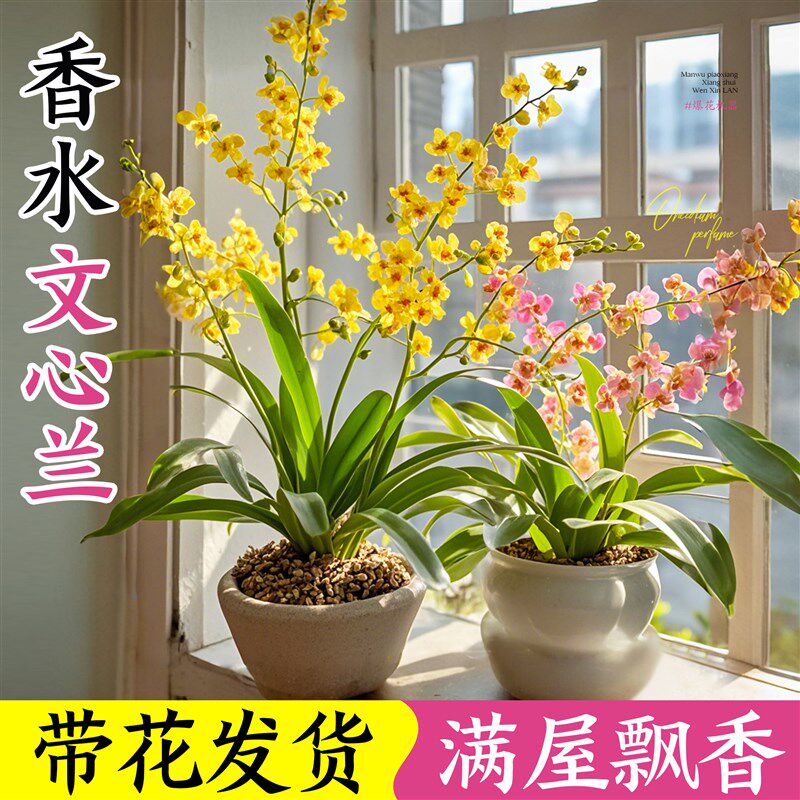 文心兰盆栽带花苞花苗梦香兰室内四季开花卉兰花阳台桌面好养绿植