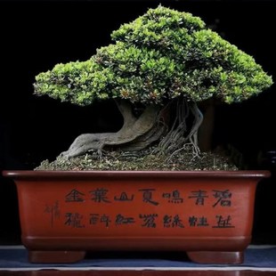 长方形特大口径60紫砂盆景盆榕树桩盆栽阳台种菜大号陶瓷假山花盆