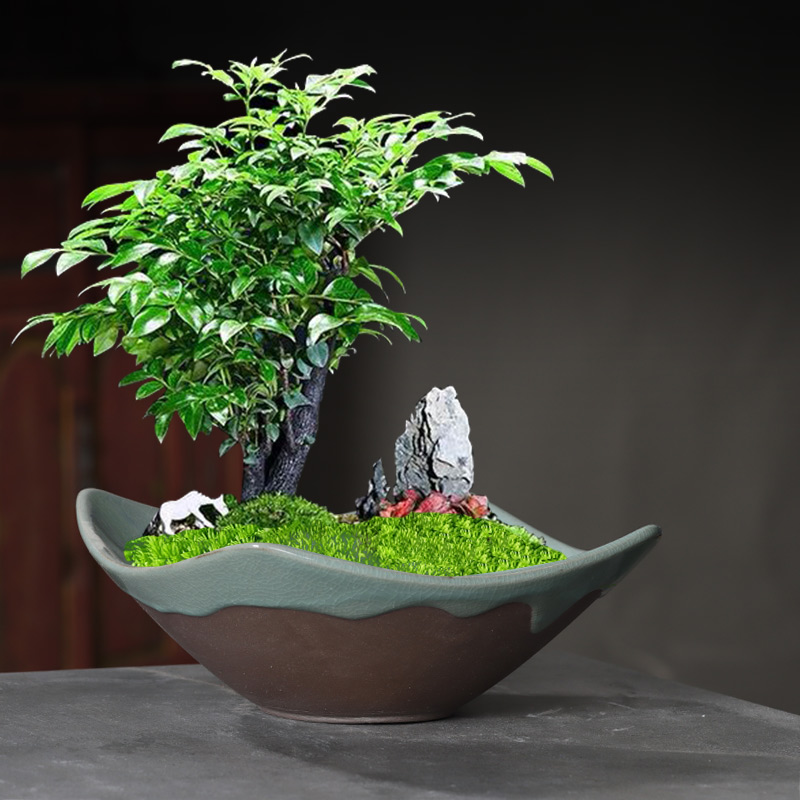 陶瓷盆景多肉花盆造景家用微景观文竹盆栽创意大号绿植蝴蝶兰拼盘