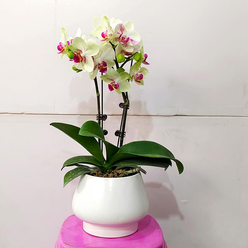 蝴蝶兰室内花卉盆景办公室桌面高档盆栽开花绿植乔迁商务送礼带花