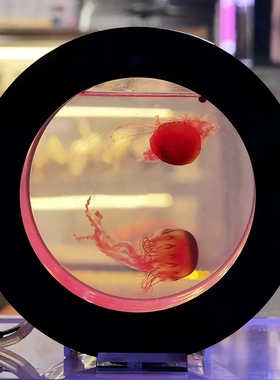 O型鱼缸专业水母缸桌面观海水族箱活体小丑鱼赤月彩色樱桃水母缸