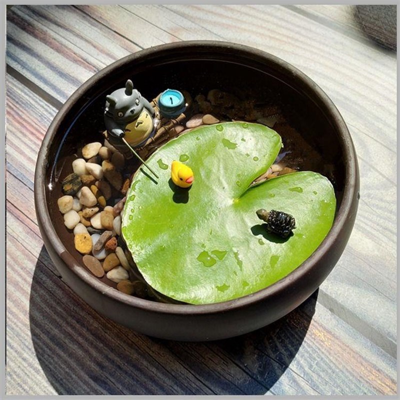 一叶莲无土水生水培植物水生水养鱼池碗莲盆盆栽莲花水养池塘水生