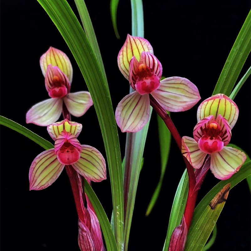 春兰铭品【带花苞】浓香兰花醉红妆精品兰花盆栽室内绿植花卉