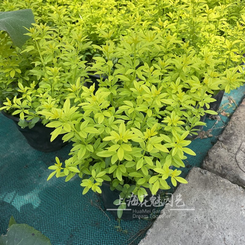金叶黄馨 庭院阳台常绿灌木 多年生耐热耐寒植物 花镜金色植物