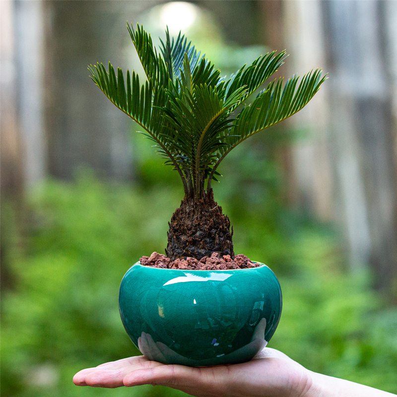 铁树盆景室内客厅阳台办公室茶几书桌面好养植物苏铁绿植耐旱盆栽