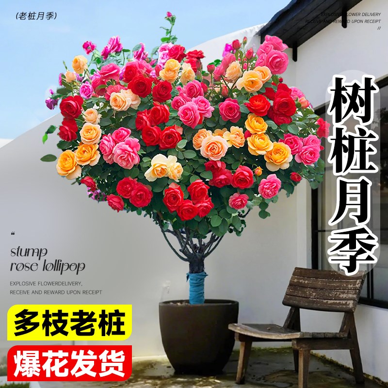 棒棒糖树桩月季花老桩树苗四季开特大花嫁接树状多头玫瑰花卉盆栽