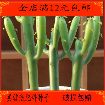 多肉植物光棍树 彭珊瑚 盆栽 迷你肉肉绿植 办公室内小盆栽