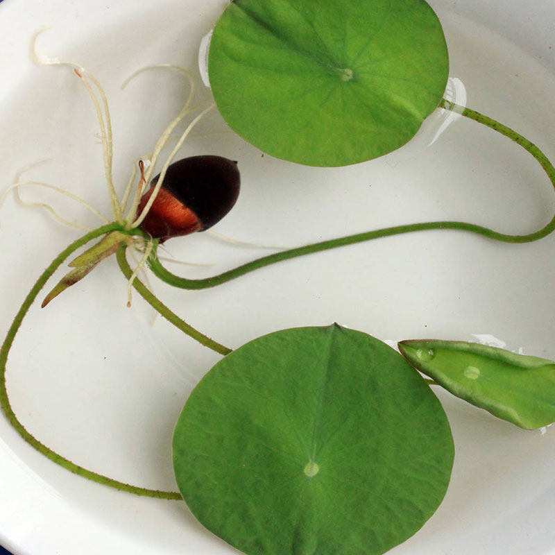 碗莲水培四季可种植 水生植物小睡莲迷你花卉荷花盆栽已开口