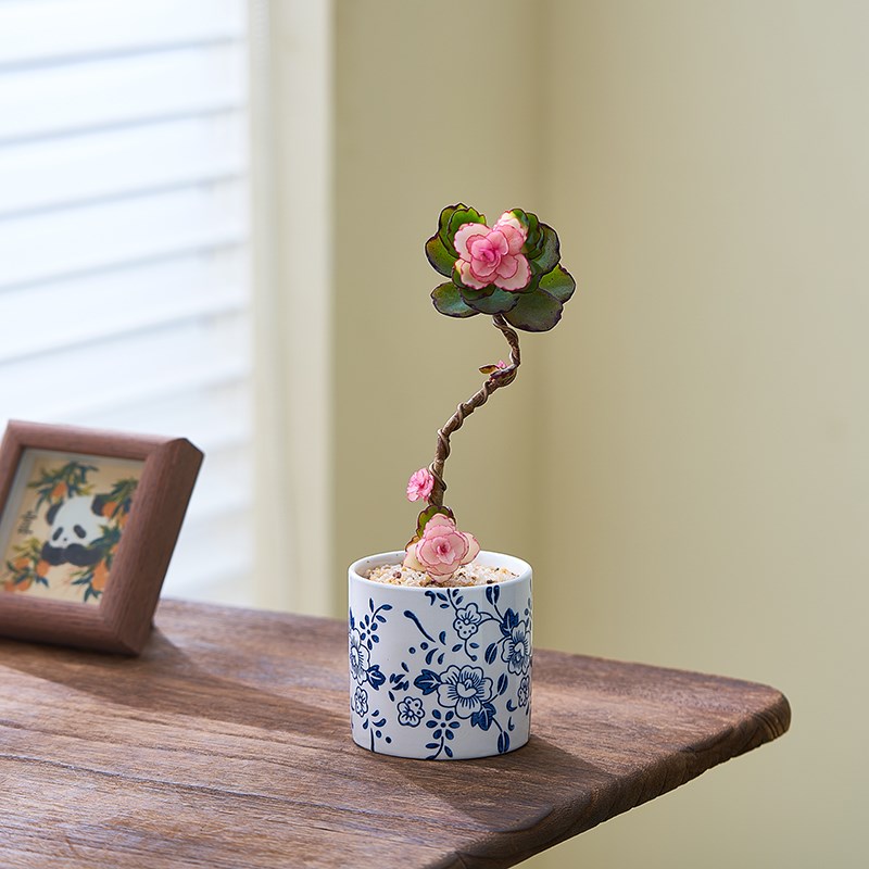 锦绣牡丹多肉植物盆栽造型老桩办公室绿植花卉阳台室内小盆景好养