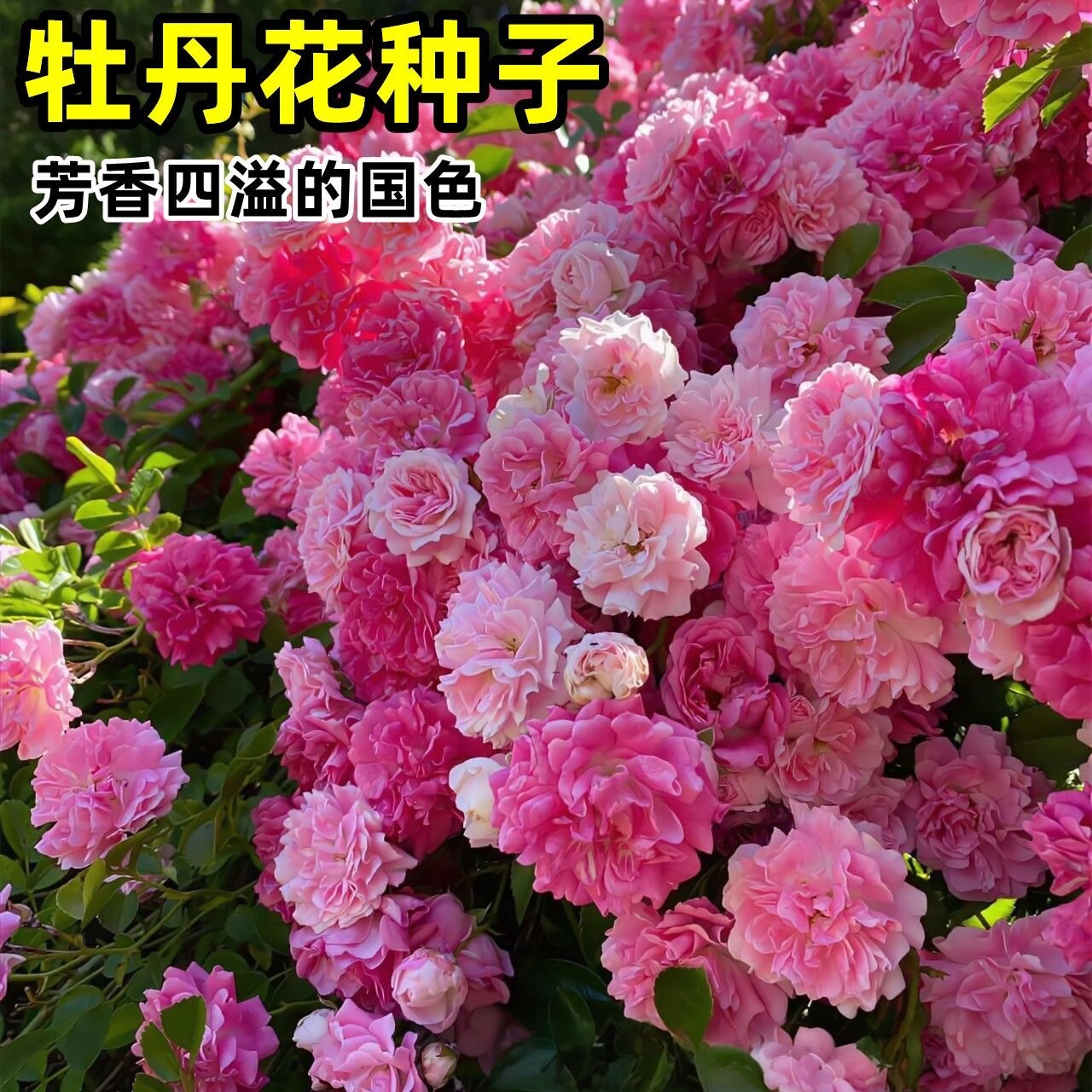 【缠枝牡丹花种子】家庭阳台小院四季种植盆栽地栽易种易活HF