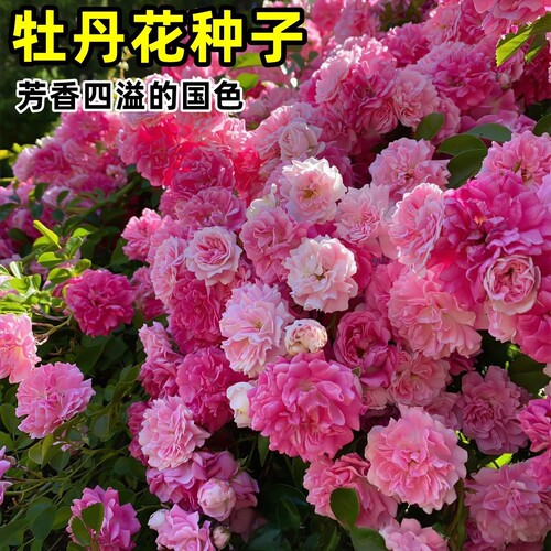 【缠枝牡丹花种子】家庭阳台小院四季种植盆栽地栽易种易活HF