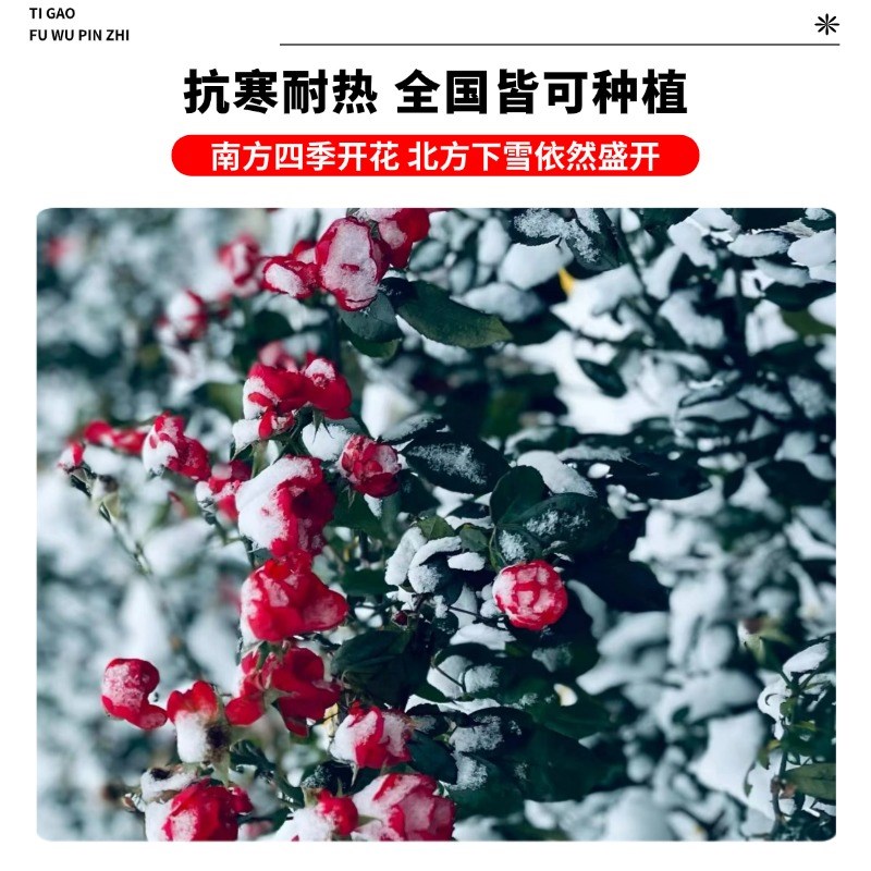 蔷薇花苗爬藤月季四季开花植物室外庭院藤本月季特大花盆栽玫瑰花