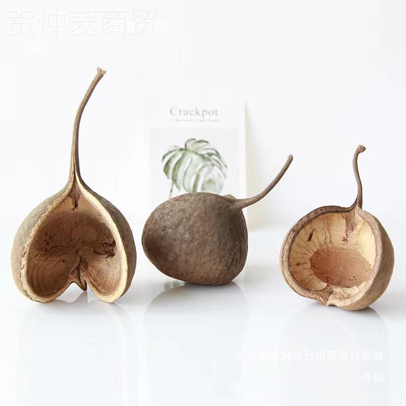美AEK缸造景植开物口桌笑干燥花果壳干花原生缸装饰南材料面摆件