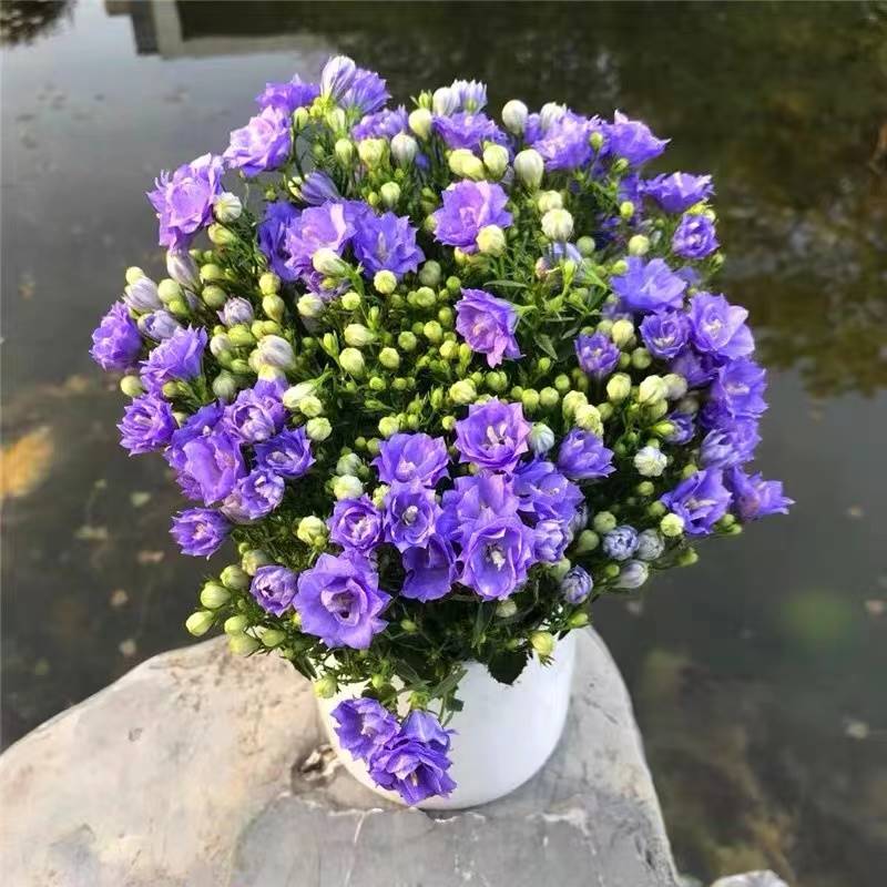 丹麦风铃花盆栽室内植物带花苞重瓣梦露花苗阳台庭院四季花卉绿植