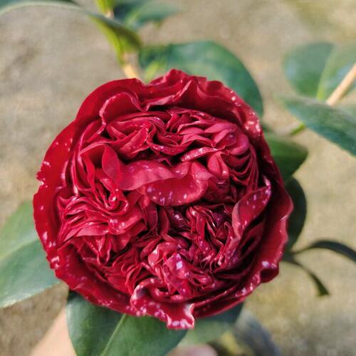 云斑大元帅名贵稀有复色茶花带花苞阳台庭院客厅绿植花卉耐寒盆栽