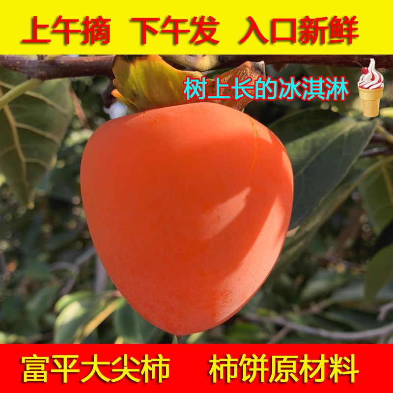 【特大果富平大尖柿】正宗富平尖柿鲜柿果王柿王新鲜原产地直发