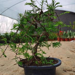 水杉盆景室内绿植物落羽杉盆栽客厅阳台老桩桌面花苗庭院水杉树苗