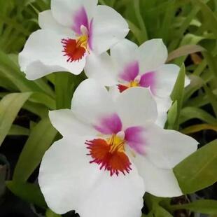 洋兰米尔特兰白色原盆连体成年苗室内办公室花卉绿植庭院盆栽兰花