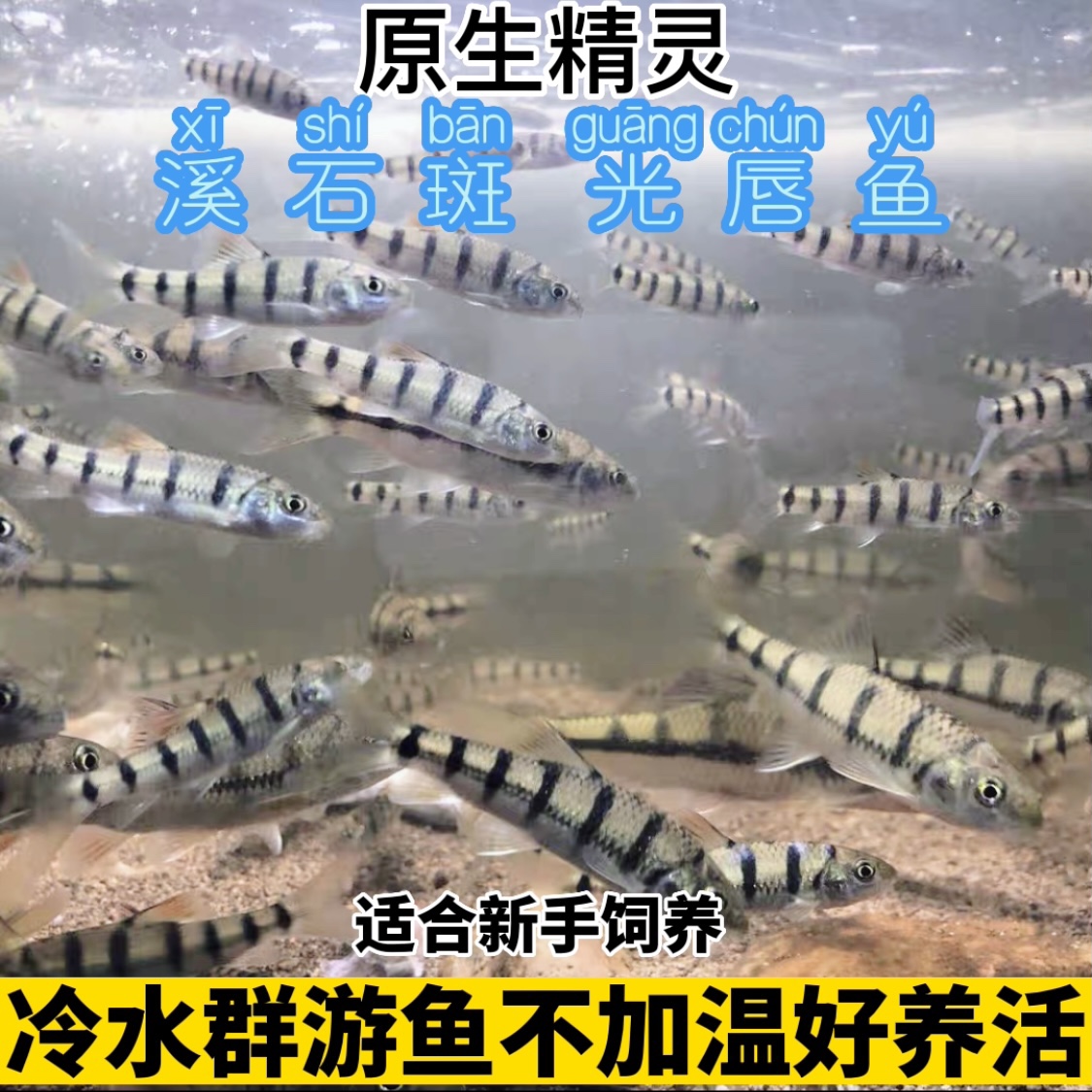 原生态光唇鱼苗溪石斑鱼原生缸观赏鱼冷水鱼N淡水鱼小型群游鱼包