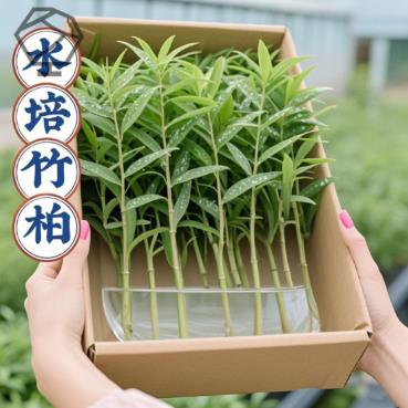 竹柏驱蚊竹水培祛蚊植物室内外蚊子克星水养绿植花卉盆栽办公桌面
