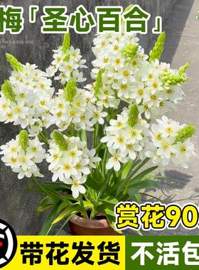 雀梅盆栽圣心百合白色虎眼万年青花苞小苗花卉易活四季绿植物阳台