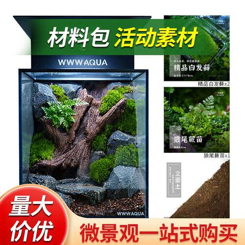 「空城里」WWWAQUA 配套材料包苔藓微景观迷你植物白发藓狼尾蕨