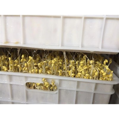 Bean sprout machine芽苗菜豆类生产机 商用黄豆恒温加湿豆芽机