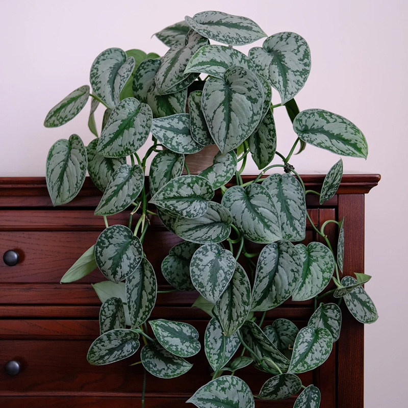 小叶银斑葛盆栽叶子肥厚大叶银斑葛好养绿萝室内桌面长藤垂吊植物