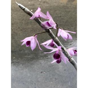 春石斛名贵檀香石斛兰花洋兰 麝香石斛花带香味