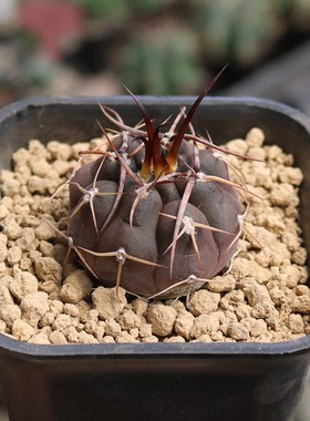 守金摩天龙实生仙人球稀有强刺狂刺紫色开花美观好养仙人掌小盆栽