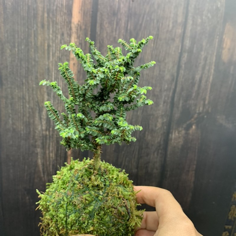 苔藓球芝麻榆树苗迷你品种小榆树盆景八方榆室内阳台好养盆栽