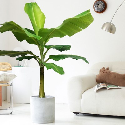 大叶芭蕉树盆栽真绿植大型观赏植物室外落地盆景绿植四季常春好养