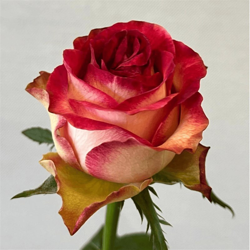 爱园花卉 沙皇玫瑰 复色切花大花玫瑰庭院露台阳台月季花苗