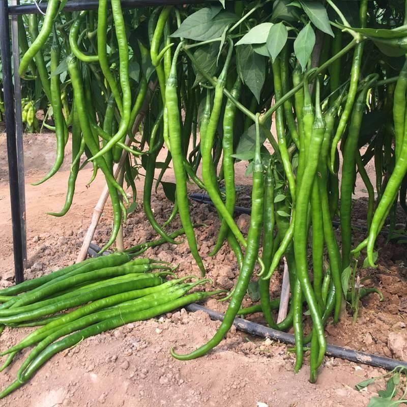 线椒种籽特种二荆条辣辣椒种高产阳台盆栽杭椒辣椒子JYI蔬菜孑种