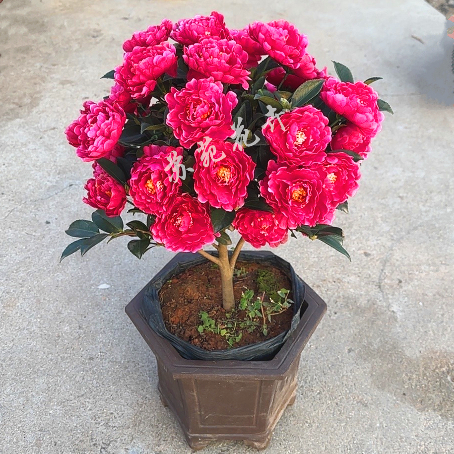 带花苞 财神茶梅花苗盆栽 四季开花 耐寒浓香  阳台客厅庭院