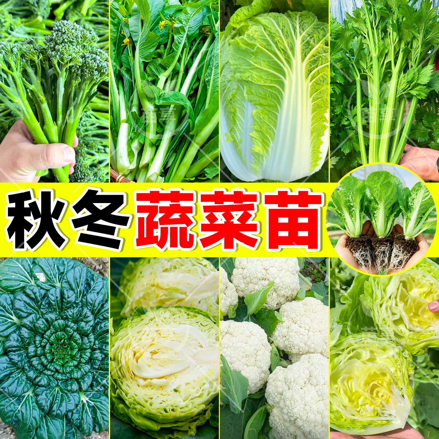 各种菜苗秧苗大全芹菜苗秧包菜白菜花菜生菜西兰苔菜苗秋冬种植