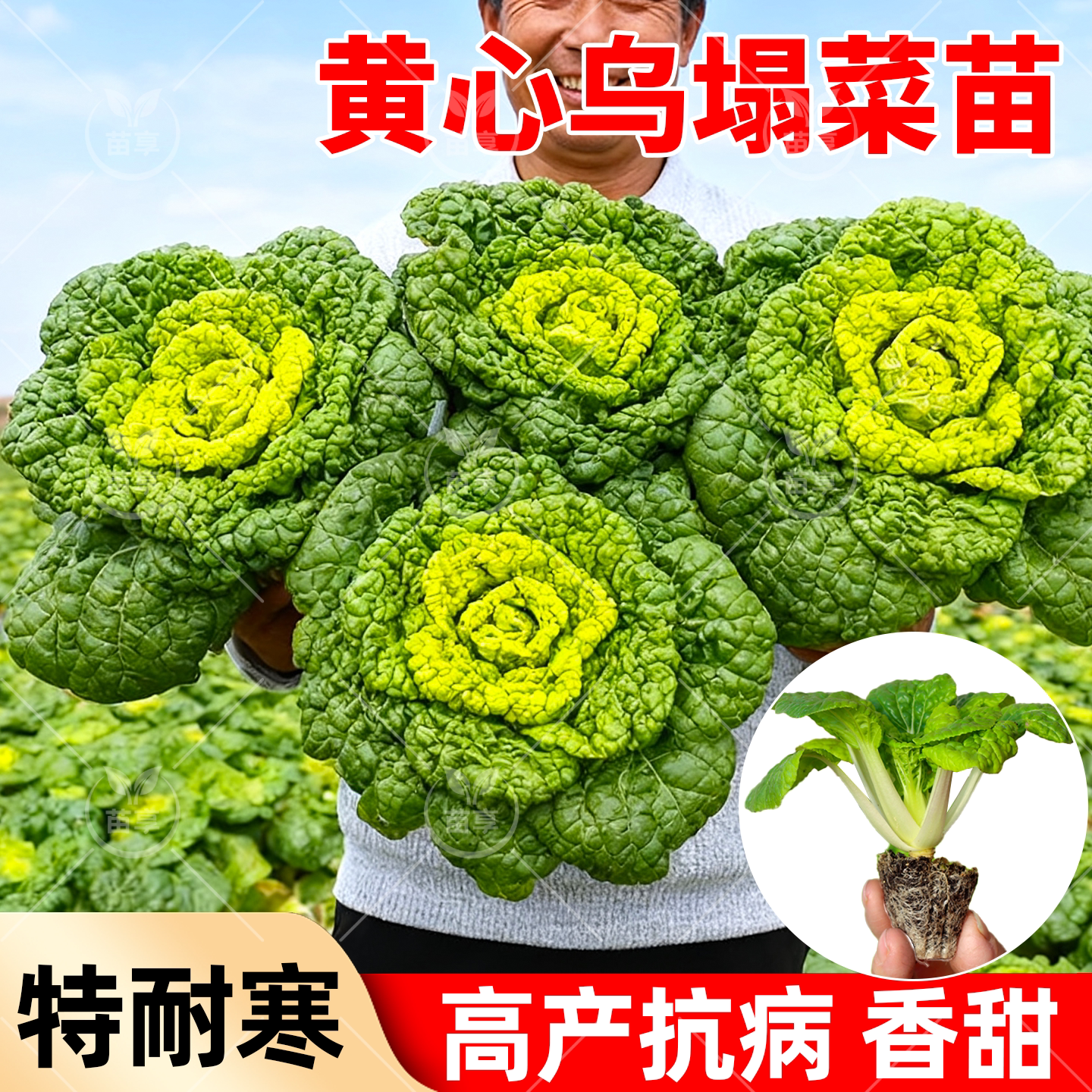 奶油耐寒黄心乌塌菜苗带土越冬大白菜苗秋冬蔬菜苗秧苗批发盆栽