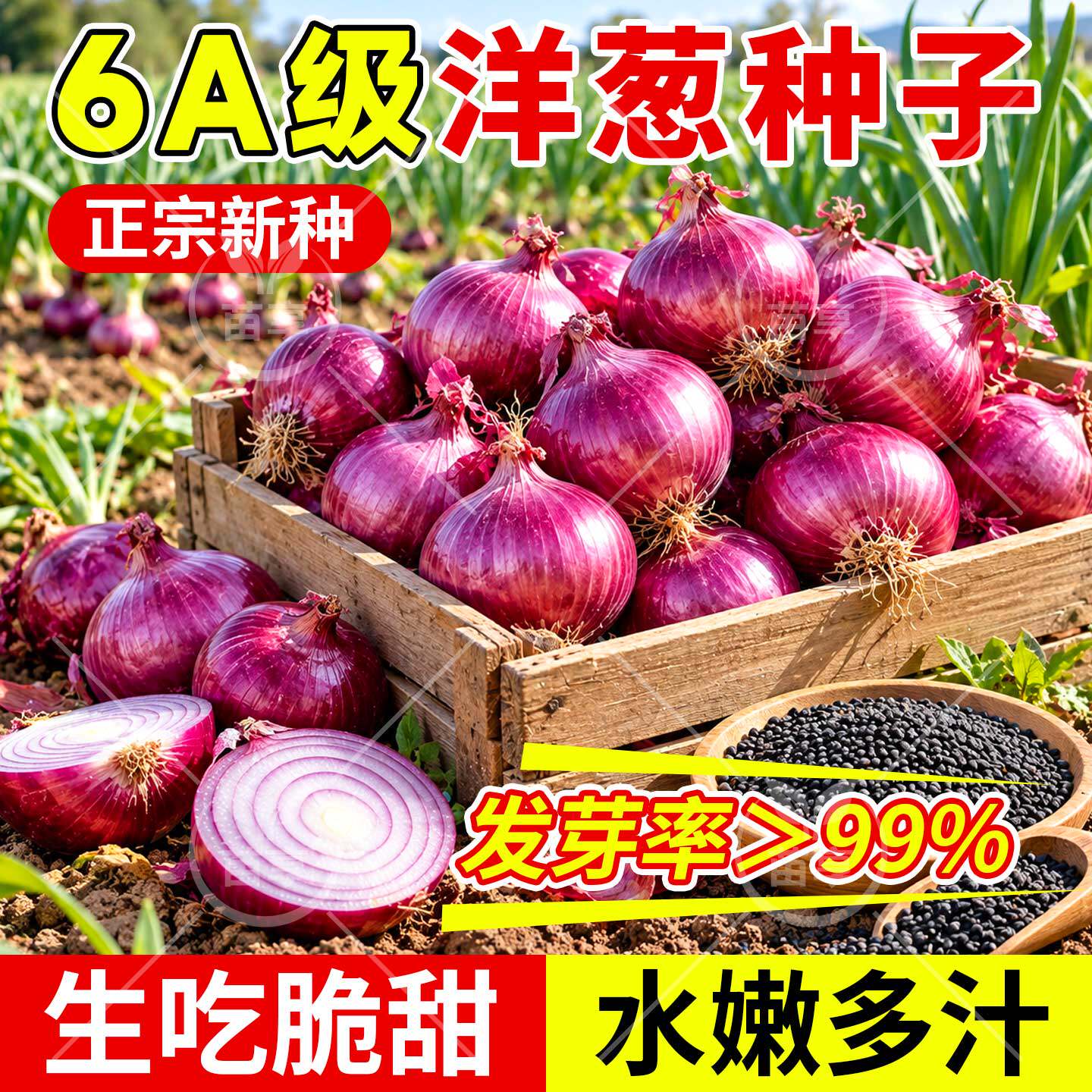 四季紫皮水果洋葱种子6A级发芽率99%高产易种家庭园艺蔬菜种子