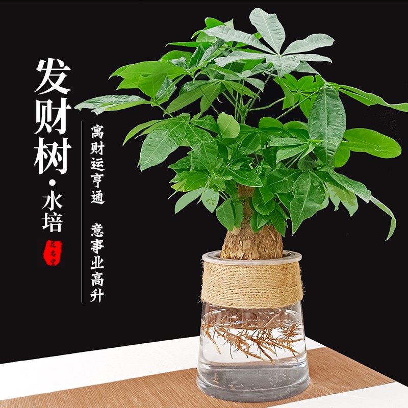 老桩水培发财树小盆栽绿植物室内水养办公桌面盆景摆件大号招财树